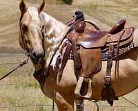 experienced-quarter-horse