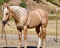 flashy-quarter-horse
