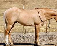 husband-safe-quarter-horse