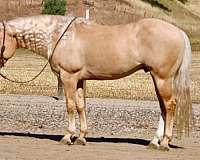 kid-safe-quarter-horse