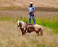 performance-quarter-horse