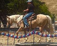 ranch-quarter-horse