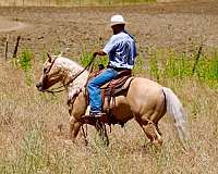 ranch-versatility-quarter-horse