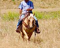 ranch-work-quarter-horse