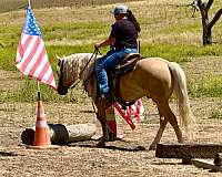 ridden-western-quarter-horse