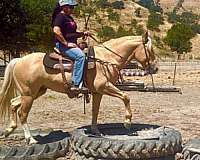 trail-quarter-horse