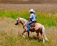 trail-riding-quarter-horse