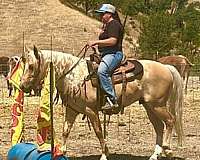 western-riding-quarter-horse