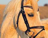 athletic-pony