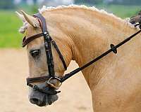 endurance-pony