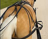 english-pleasure-pony