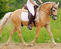 equitation-pony