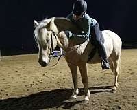 eventing-pony