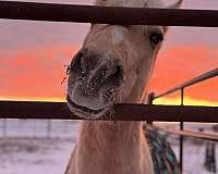 experienced-pony