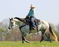 flashy-quarter-horse