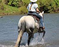 athletic-quarter-horse