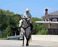 husband-safe-quarter-horse