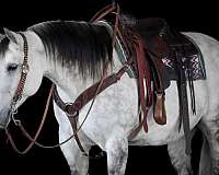 performance-quarter-horse