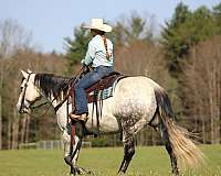 ranch-quarter-horse