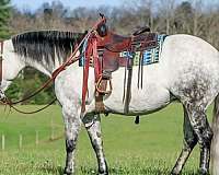 ranch-versatility-quarter-horse