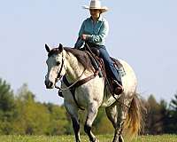 ranch-work-quarter-horse