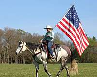 roping-quarter-horse