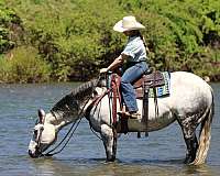 show-quarter-horse