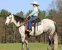 trail-quarter-horse