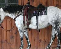 western-riding-quarter-horse