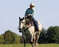 working-cattle-quarter-horse