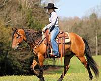 athletic-friesian-horse