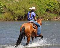 beginner-friesian-horse