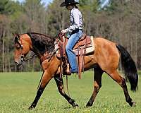 cross-friesian-horse