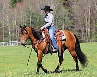 draft-friesian-horse
