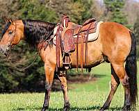 husband-safe-friesian-horse