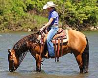 jumping-friesian-horse
