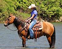 ranch-friesian-horse