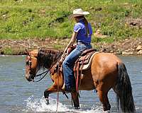 ranch-work-friesian-horse