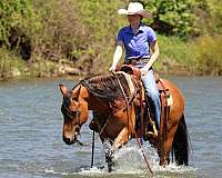 ridden-english-friesian-horse