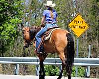 ridden-western-friesian-horse