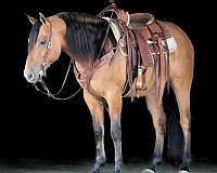 show-friesian-horse