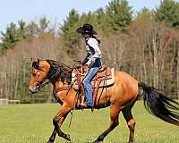 trail-friesian-horse
