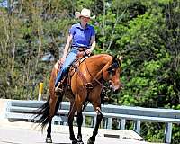 trail-riding-friesian-horse