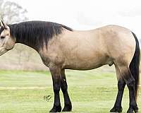 cross-friesian-horse