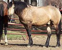 athletic-friesian-horse