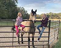 beginner-friesian-horse