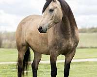 flashy-friesian-horse