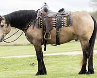 jumping-friesian-horse