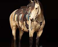 kid-safe-friesian-horse
