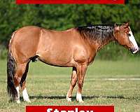 all-around-quarter-horse